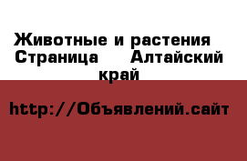  Животные и растения - Страница 2 . Алтайский край